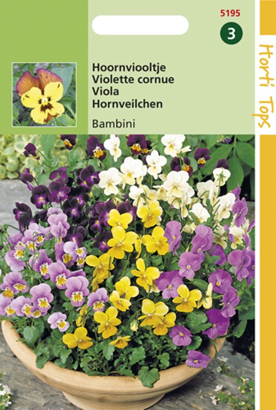 Veilchen, Hornveilchen Bambini (Viola cornuta) 600 Samen HT